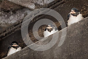 Three swallows