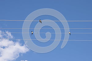 Three swallows sitting on electrical wires against the blue sky