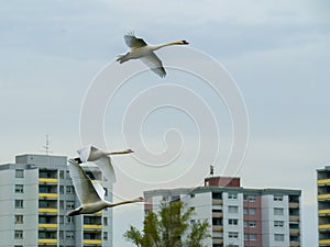 Three swans flying on the city buildings background