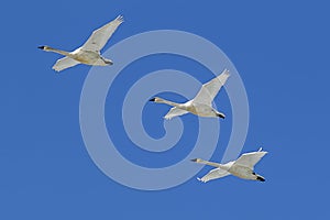 Three swans flying in the sky