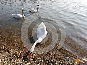 Three swans on lake Ada Ciganlija in Belgrade, Serbia