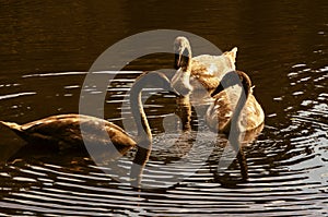 Three swans on a lake photo