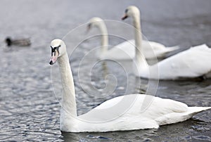 Three Swans