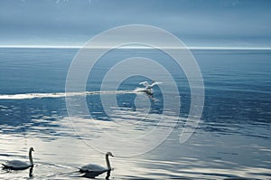 Swans on lake photo