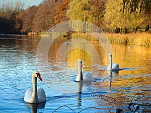 Three swans swimming in a line