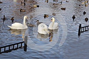 Three swans swimming in a pond.