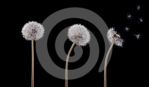 Three swaying dandelion