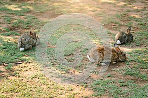 Three sweet little baby rabbits walking on the meadow eating grass, easter spring