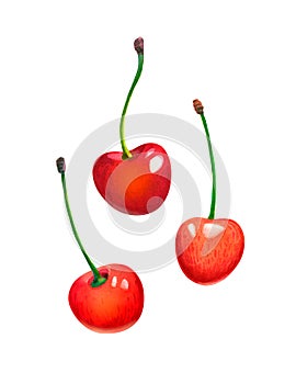 Three sweet red cherries isolated watercolor illustration