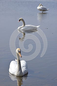 Three swiming swansSwans are birds of the family Anatidae within the genus Cygnus.