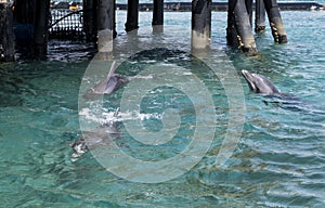 Three swimming dolphins in the israel city eilat