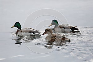 Three swimming mallards, one female, two male