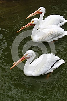 Three swimming pelicans