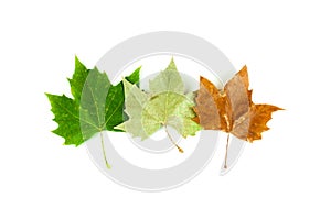 Three Sycamore Tree Leaves Show the Passing of the Seasons