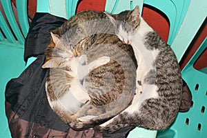 Three cats sleeping on chair