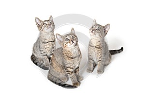Three tabby kittens looking up