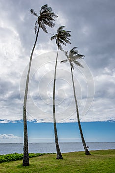 Three tall palm trees in Kawaikui Beach Park on Oahu, Hawaii
