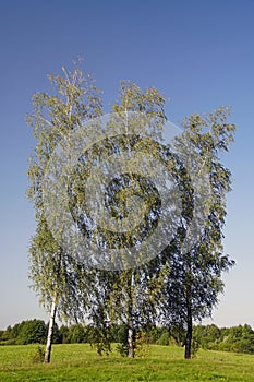 Three tall trees against a bright blue sky. Plant - warty birch.