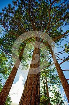 three tall trees towering in the sky in the forest, with sunlight shining through them