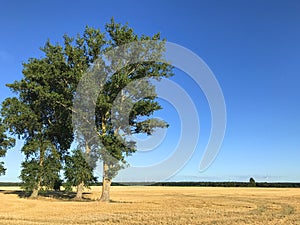 Three tall trees in a yellow field freshly after the summer harvest