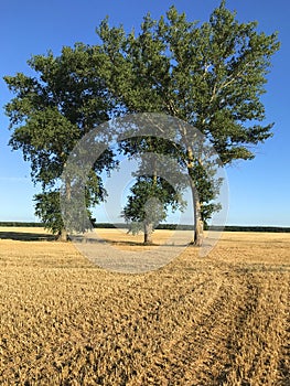 Three tall trees in a yellow field freshly after the summer harvest