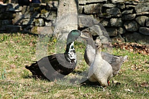 The three tamed wild ducks photo