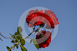 Three tea roses odorata of scarlet color with shiny velvety petals on one twig on the background of a gentle blue sky