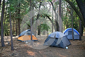 Three Tents Set up in the Lush Green Woods