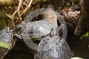 Three terrapin turtles