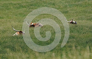 Three Texas longhorns in a field