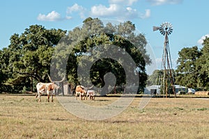 Three Texas Longhorns photo