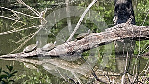 Three Texas River Turtles and a Diamondback water snake basking in the sun