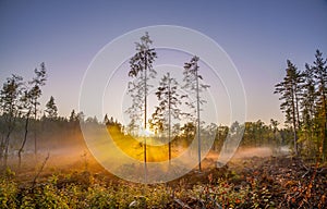 Three thin pines in foggy marsh at sunset