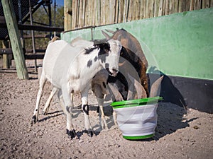 Three thirsty goats drinking eagerly out of plastic pucket in Kalahari desert of Botswana, Africa