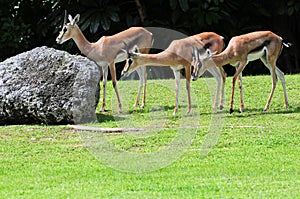 Three Thomson's Gazelles photo