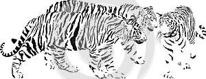Three tigers, Latin Panthera tigris tigris