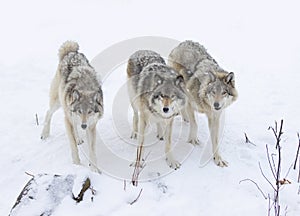 Three Timber wolves or grey wolves Canis lupus,  on white background, timber wolf pack standing in the snow in Canada