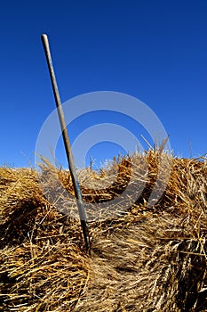 Three tined pitch fork stuck in a grain bundle photo