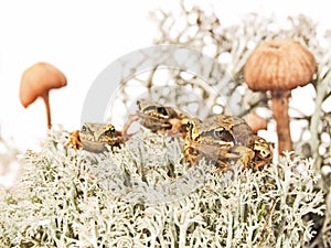 Three tiny frogs on reindeer lichen between two mushrooms