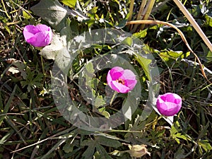 Three tiny pink flowers queueing