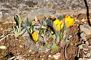 Three tiny Saffron crocus or Crocus sativus flowering perennial plants with bright yellow open flowers starting to open