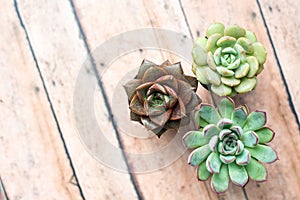 Three tiny succulent plants grouped together