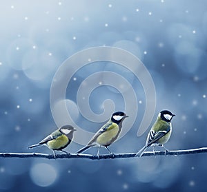 Three titmouse birds in winter