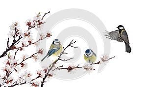 Three tits in cherry tree blossoming branch on white