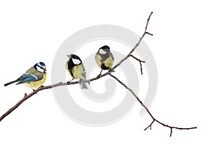 Isolated three tits on tree branch