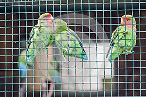 Three tittle parrots at the zoo in Sibiu
