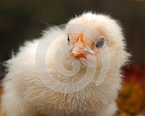 Three to four days old chicken male , from the Hedemora breed in Sweden