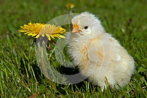 Three to four days old chicken male, from the Hedemora breed in Sweden.