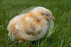 Three to four days old chicken male, from the Hedemora breed in Sweden.