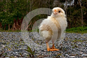 Three to four days old chicken male, from the Hedemora breed in Sweden.